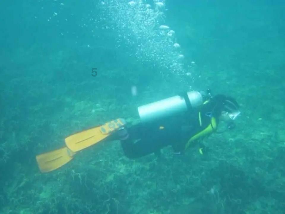 逃离蓝色之林